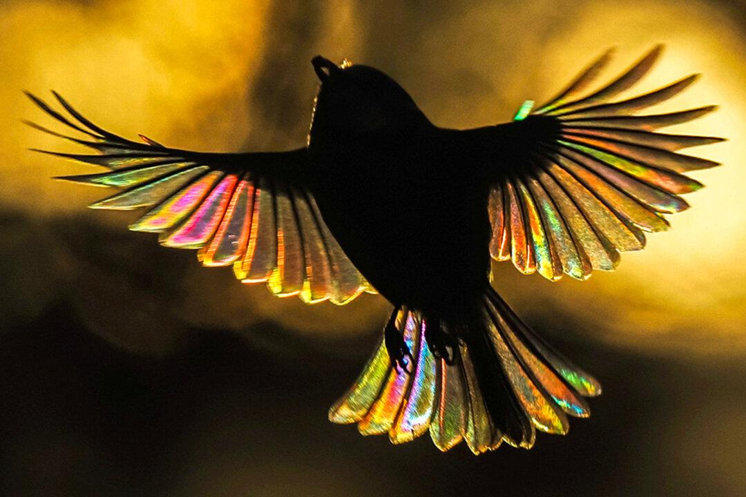 One-in-a-Million Photos: Blue Tit’s Wings Glow With All the Colors of the Rainbow—It’s Magical