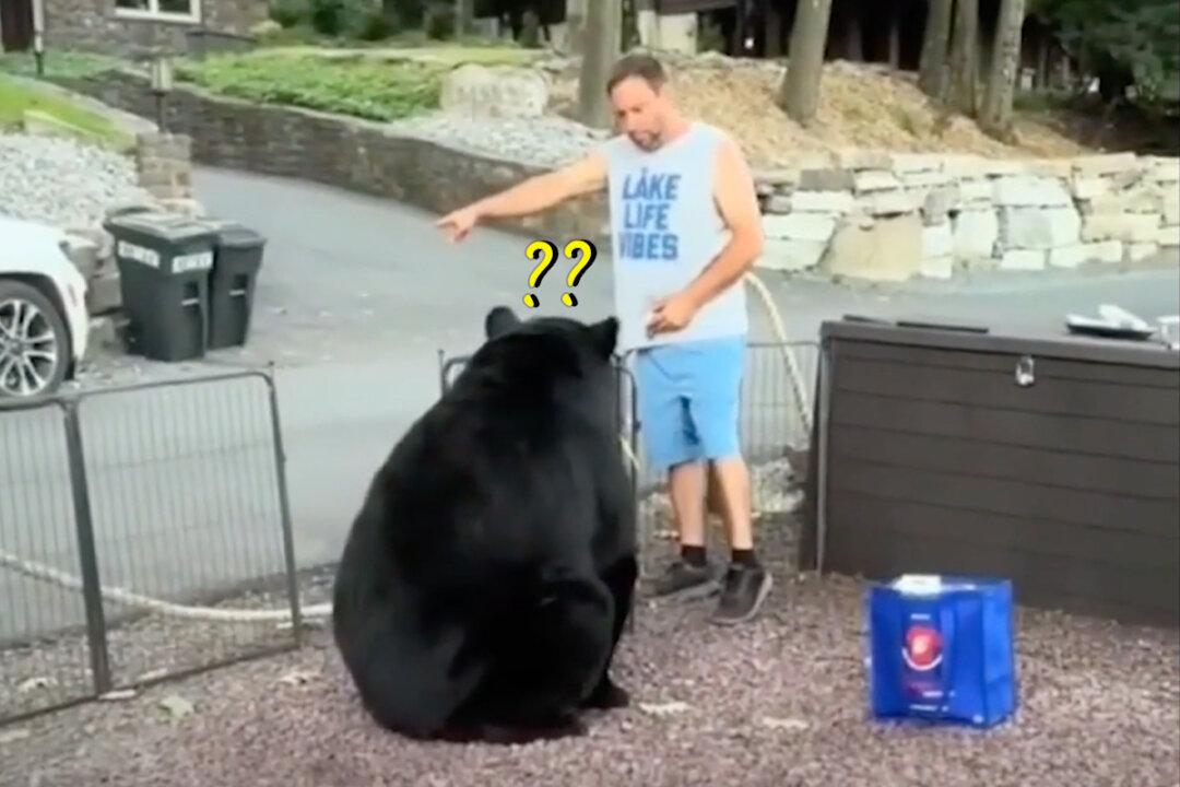 Man Sternly Asks Huge Wild Bear to Leave Family Cookout—Here’s What Happens Next