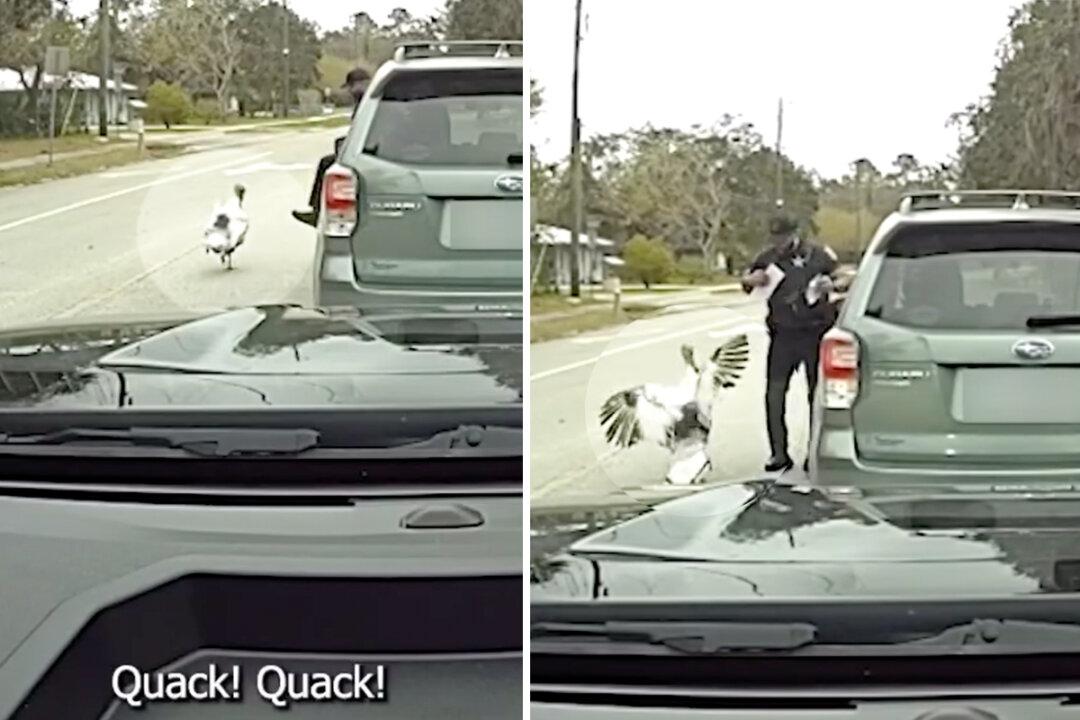 ‘I’m Getting Attacked by a Chicken’: Deputy Quacks to Shoo Off Angry Turkey During Traffic Stop—Funny Video