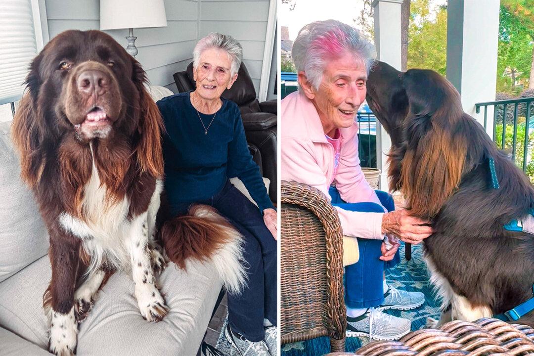 Newfoundland Dog Falls in Love With 94-Year-Old Grandma, Waits at Porch Every Day to Meet Her: VIDEO