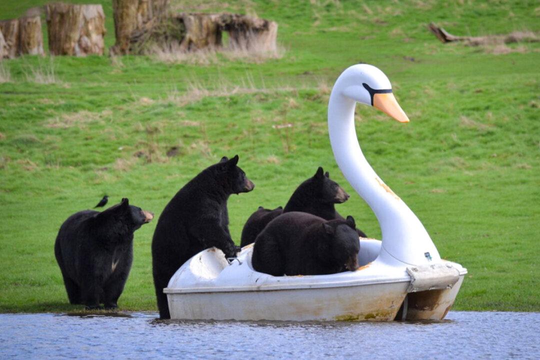 Bears Enjoy a Swan Pedal Boat After Heavy Rain at Safari Park Creates a Makeshift Lake