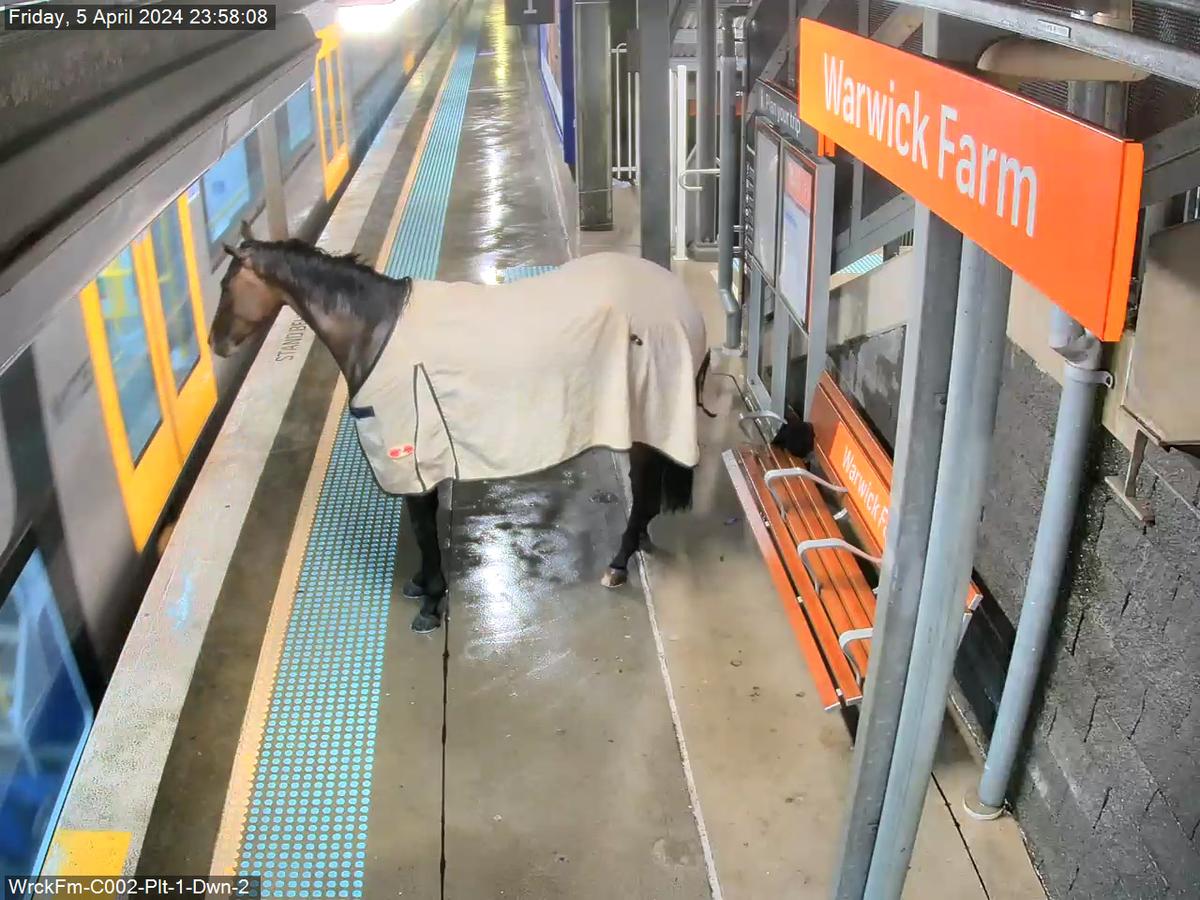 The horse patiently waited behind the yellow line on the platform. (Courtesy of Transport for NSW)