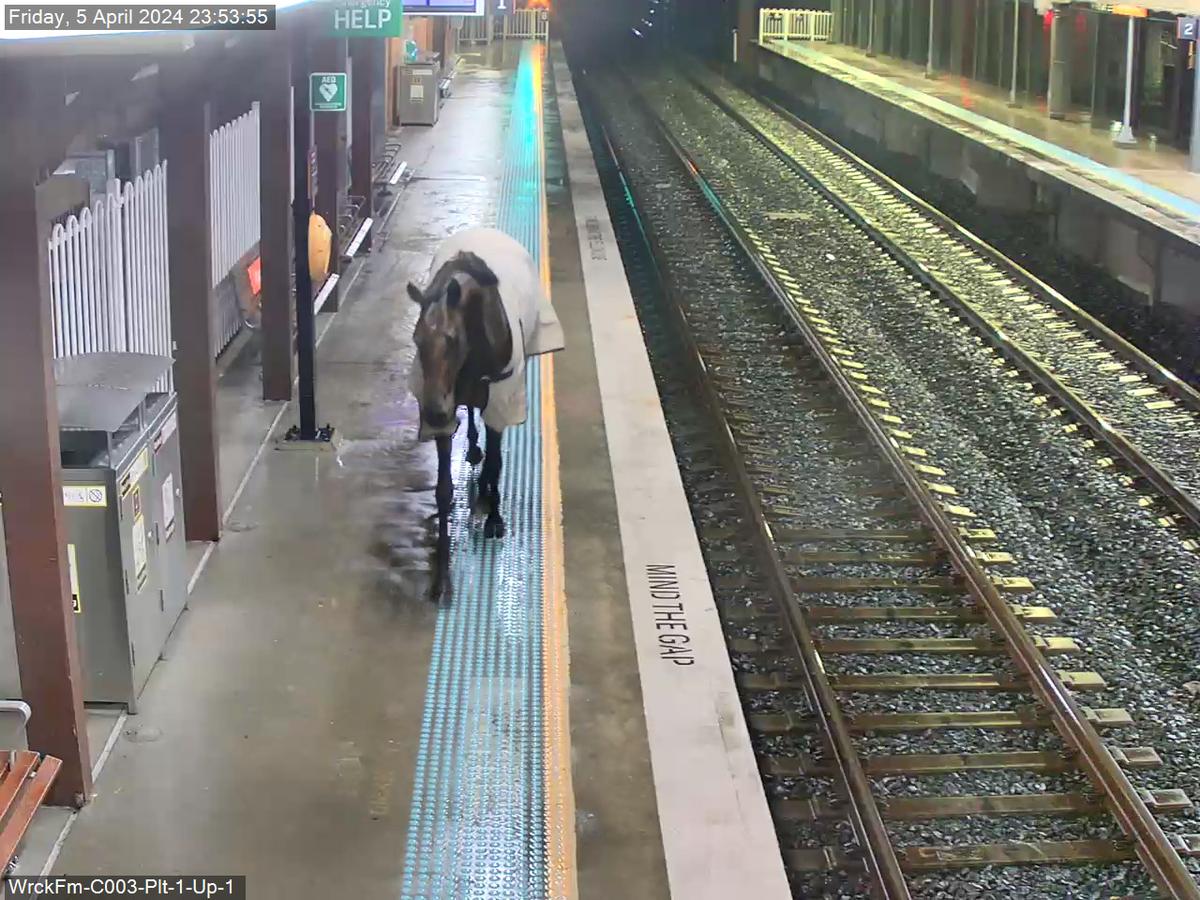The horse was found pacing around the platform. (Courtesy of Transport for NSW)