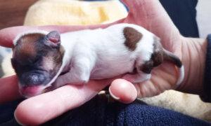 Hamster-Sized Puppy Hurled From a Moving Car ‘Like a Piece of Rubbish’ Survives