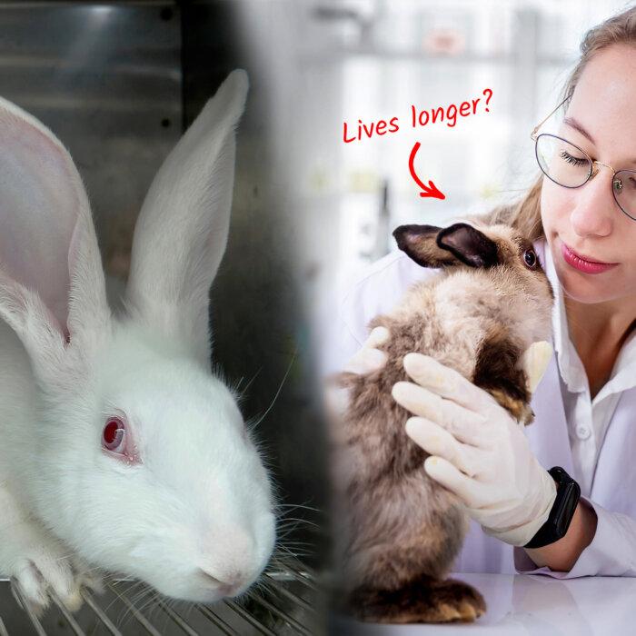 Scientist Discovers Kindness Leads to Heart Health After Unwittingly Sharing Love With Test Rabbits