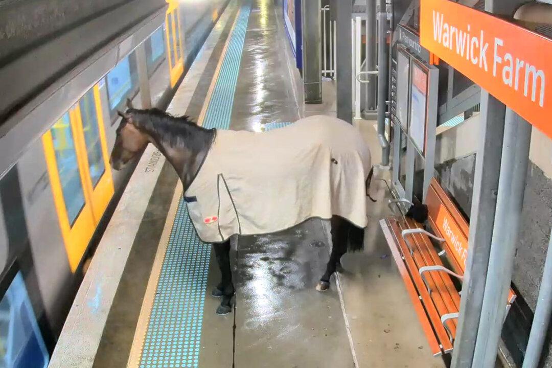 Horse Who Escaped Heavy Rain Waits Patiently to Board the Train—Then This Happens