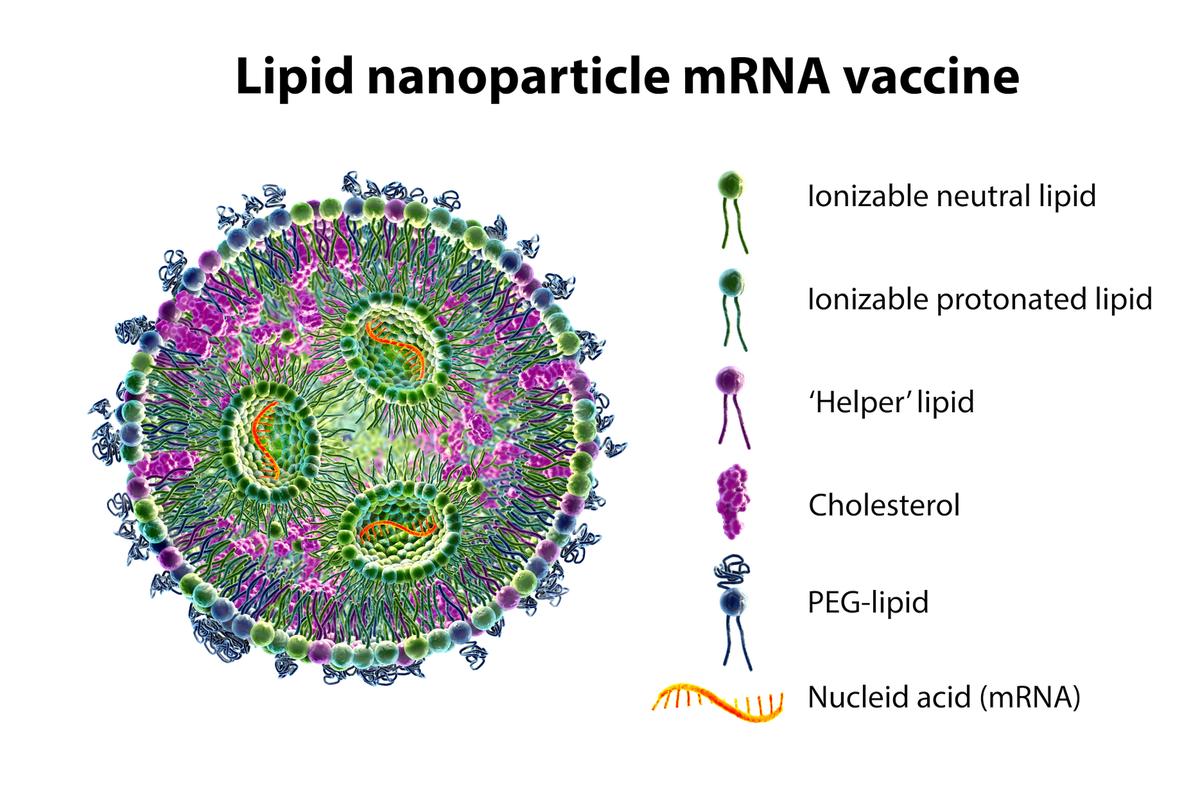Lipid nanoparticle mRNA vaccine, a type of vaccine used against COVID-19 and influenza. 3D illustration showing a cross-section of a lipid nanoparticle carrying mRNA of the virus (orange). (Kateryna Kon/Shutterstock)