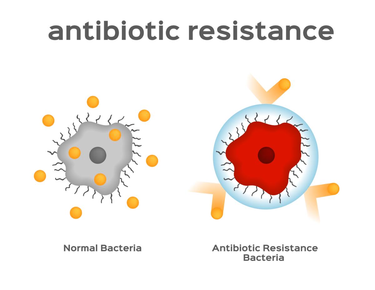 One of the ways bacteria learn to resist antibiotics is by building a membrane around themselves. (Shutterstock)