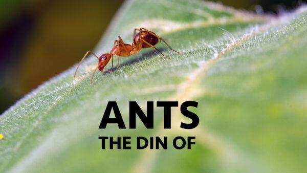 The Din of Ants