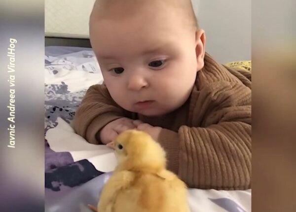 Cute Baby Meets a Newly Hatched Chick