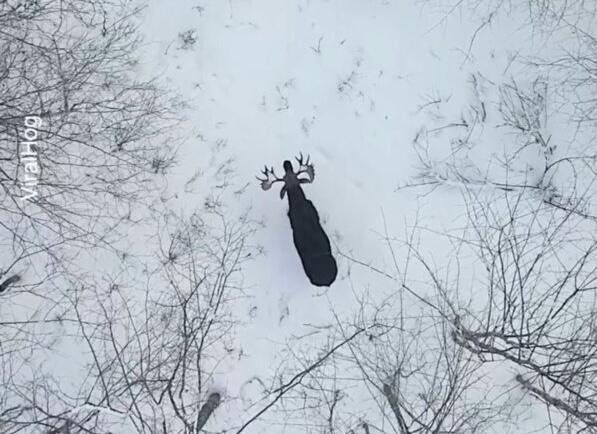 Canadian Bull Moose Sheds Both Antlers