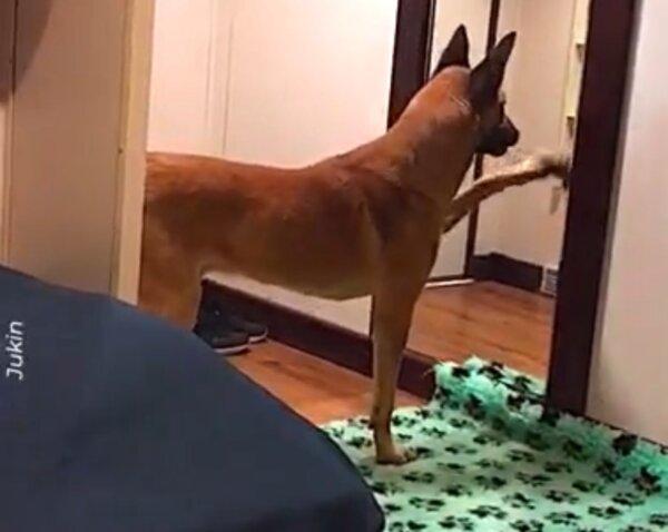 Dog Wants to Play With His Image in Mirror