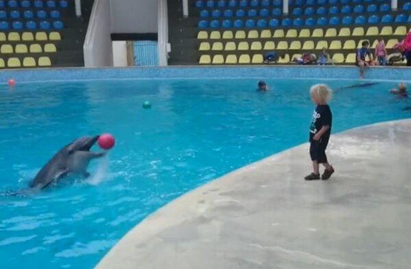 Toddler Plays Fetch With Dolphin