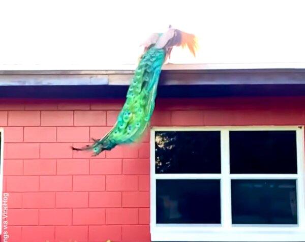 Incredible Peacock Flies in Slow Motion to Rooftop