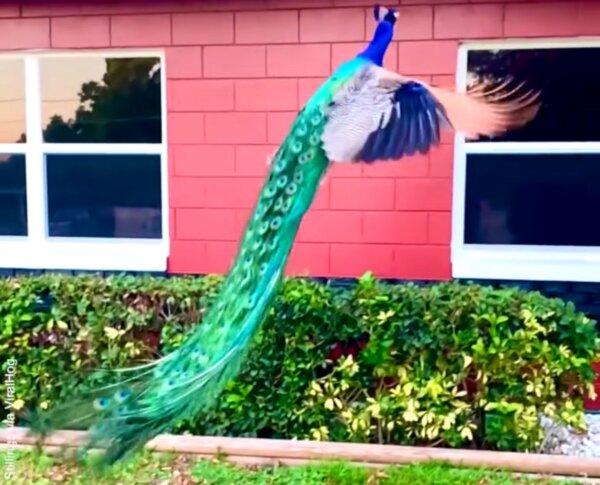 Incredible Peacock Flies in Slow Motion to Rooftop