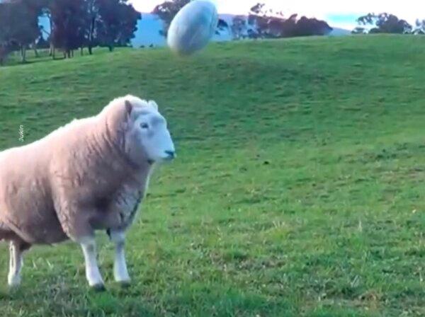 Sheep Plays Rugby With Woman